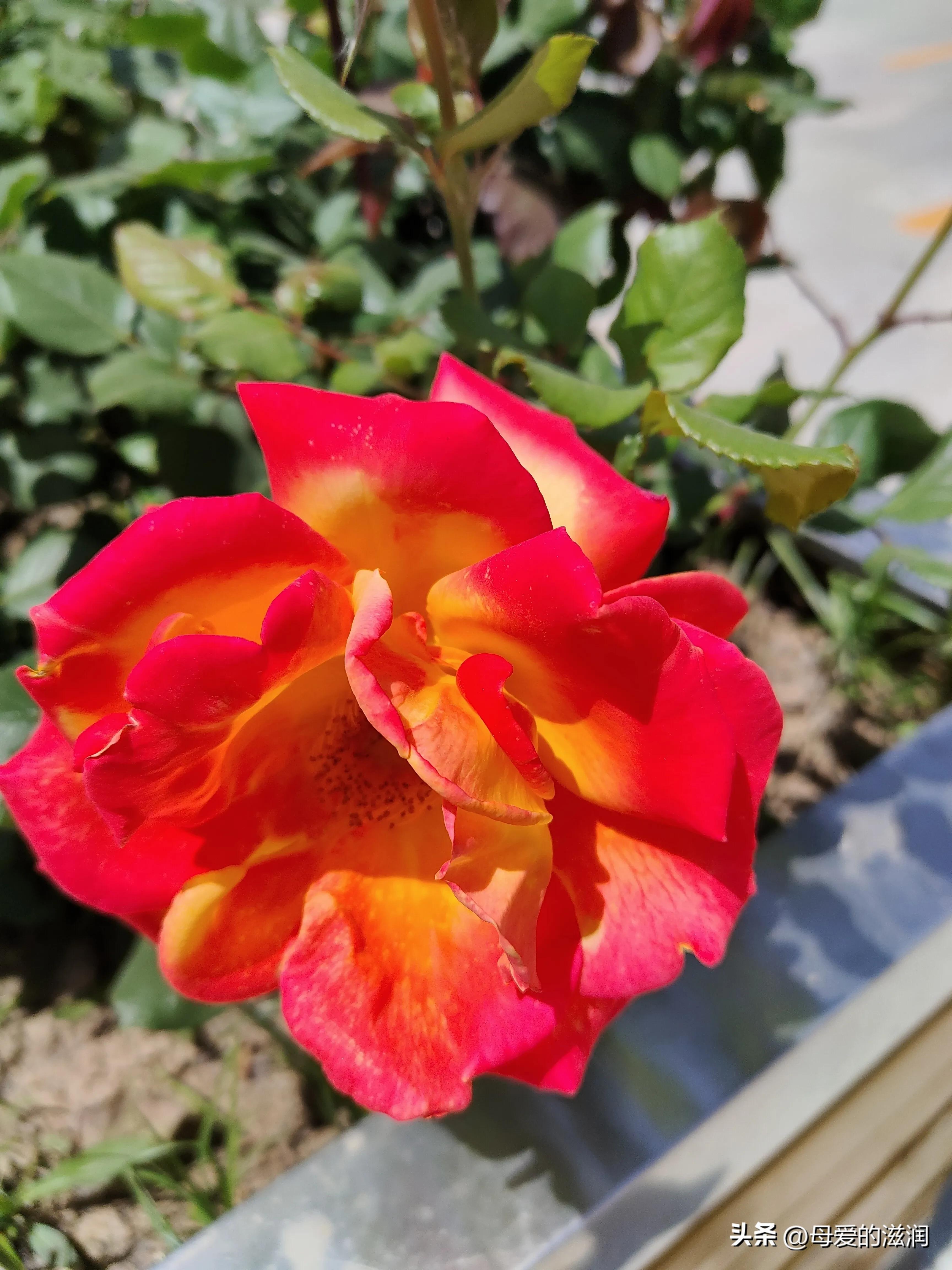 满月酒歌曲,满月酒的祝福语