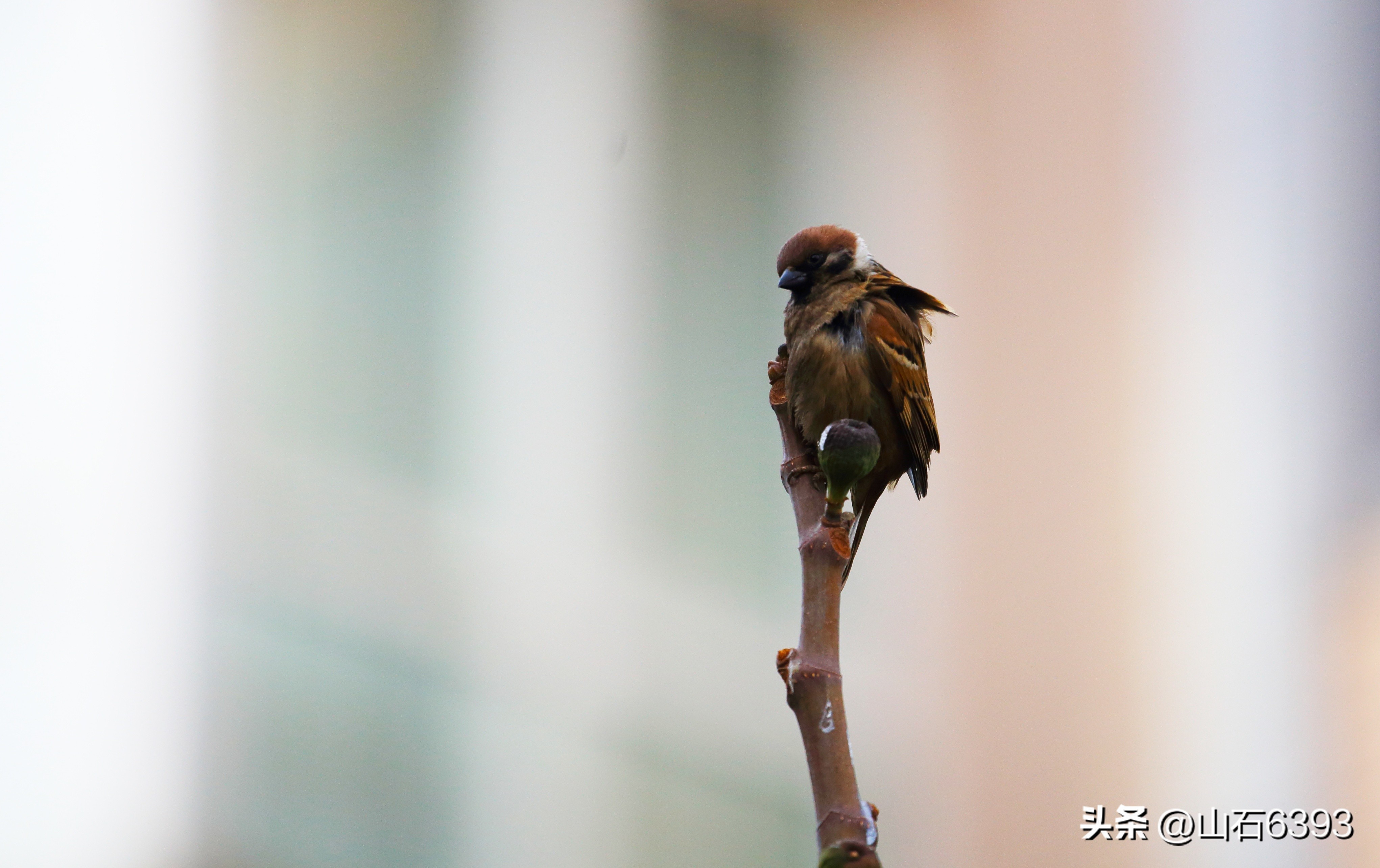【战友美文】于天松：《麻雀，我爱你》（诗）
