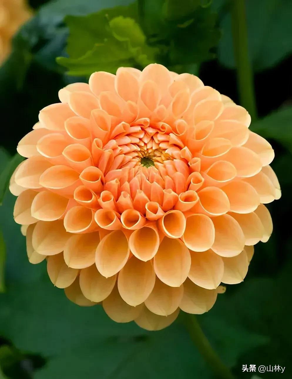 十大绝美花朵,绝美花朵视频