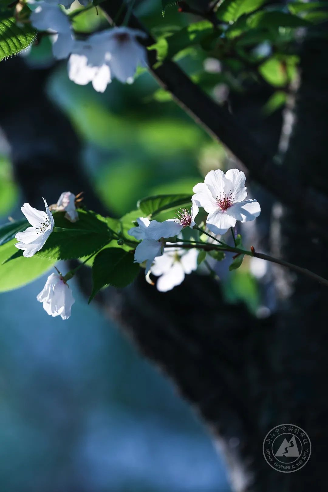 绵阳南实中学实验学校和南山双语,绵阳南山中学实验学校