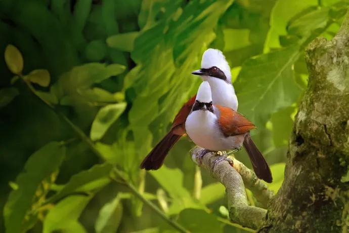 最美罕见的小鸟,全世界最罕见的小鸟