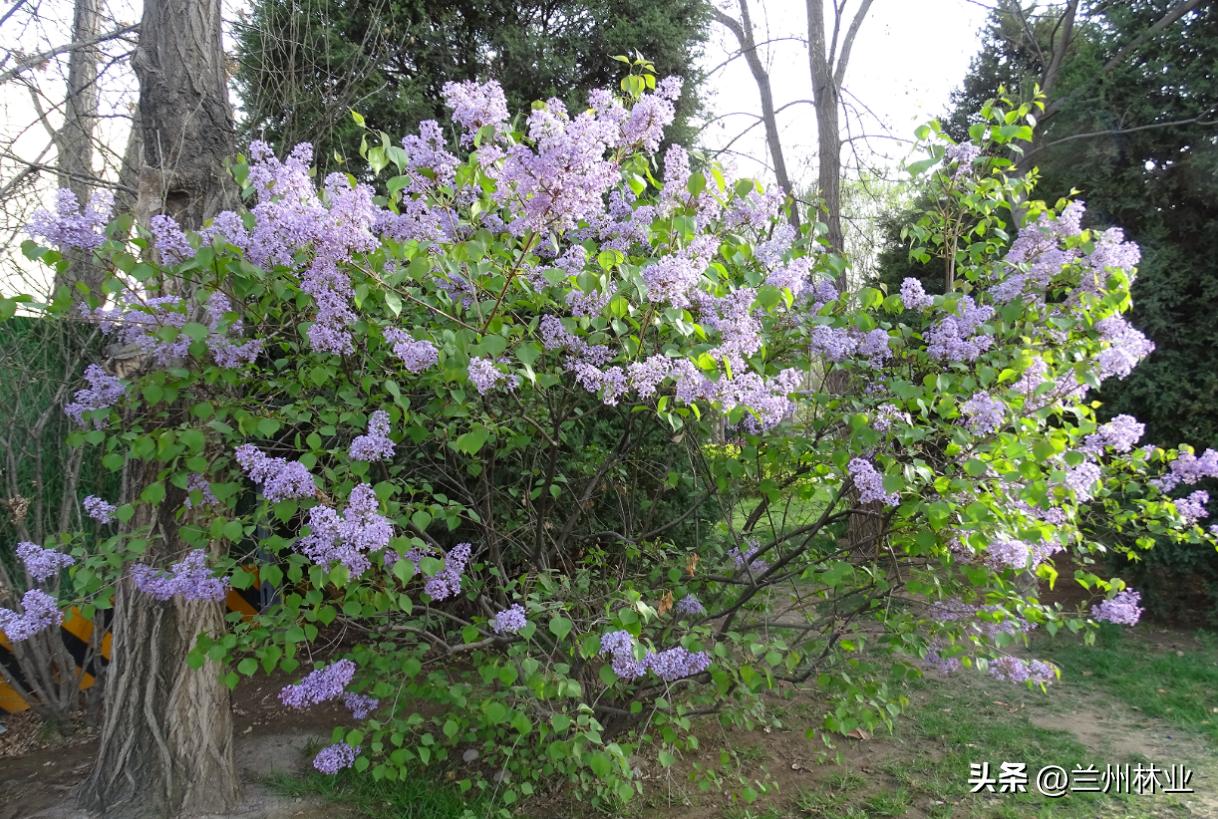 【金城花语——一周一科普】No.5