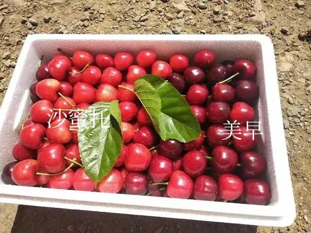 国内大樱桃现在都是哪里产的,中国三十多年前的樱桃