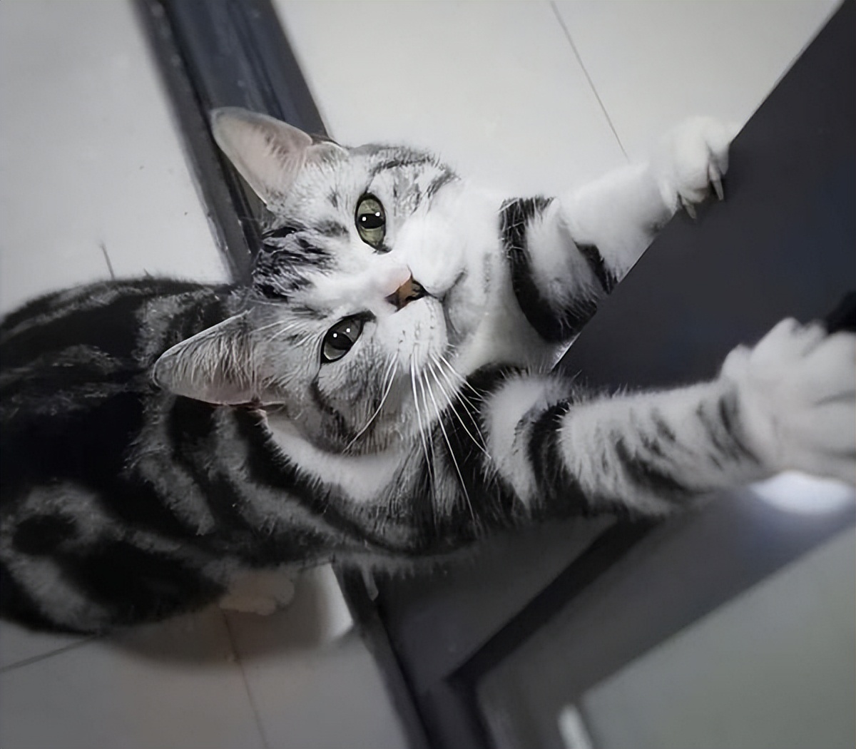 盘点那些特别反骨的猫,这6种猫堪称猫界渣王谁养谁吃亏