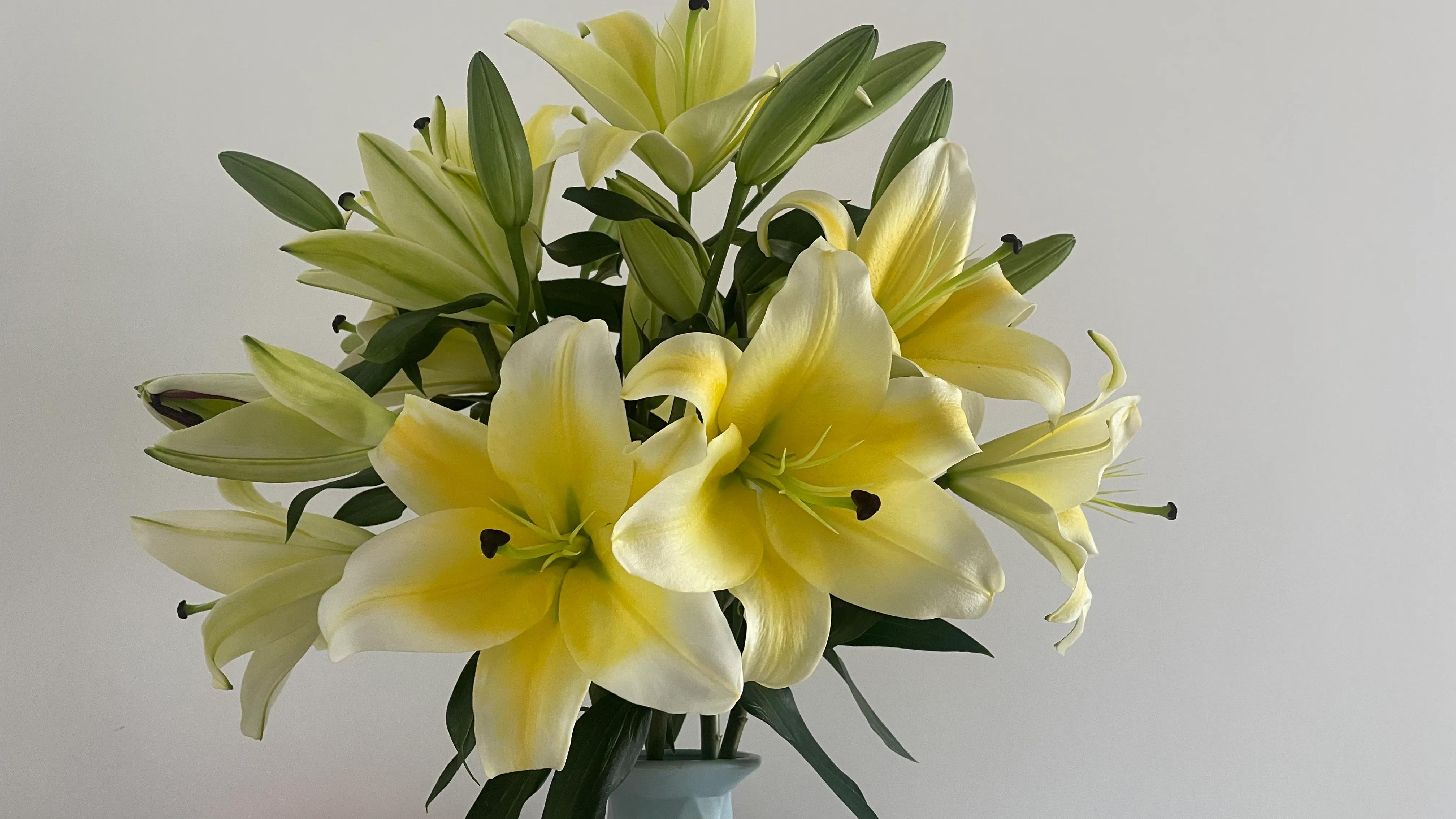 古风百合花仙子,宝莲灯百合花仙子