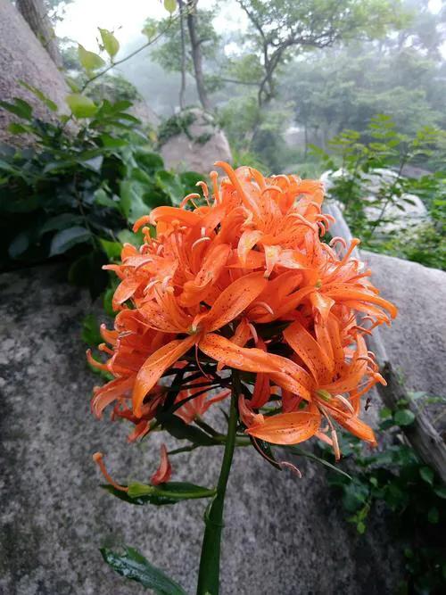 绽放的百合花,绽放的百合花32