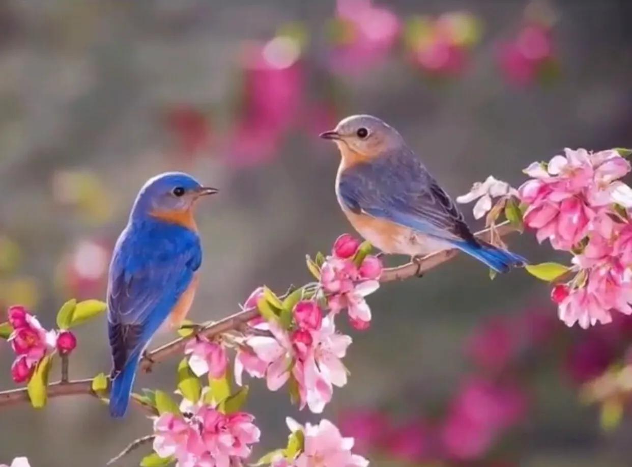 tiffanyco微笑项链,tiffany蒂芙尼手镯明星款