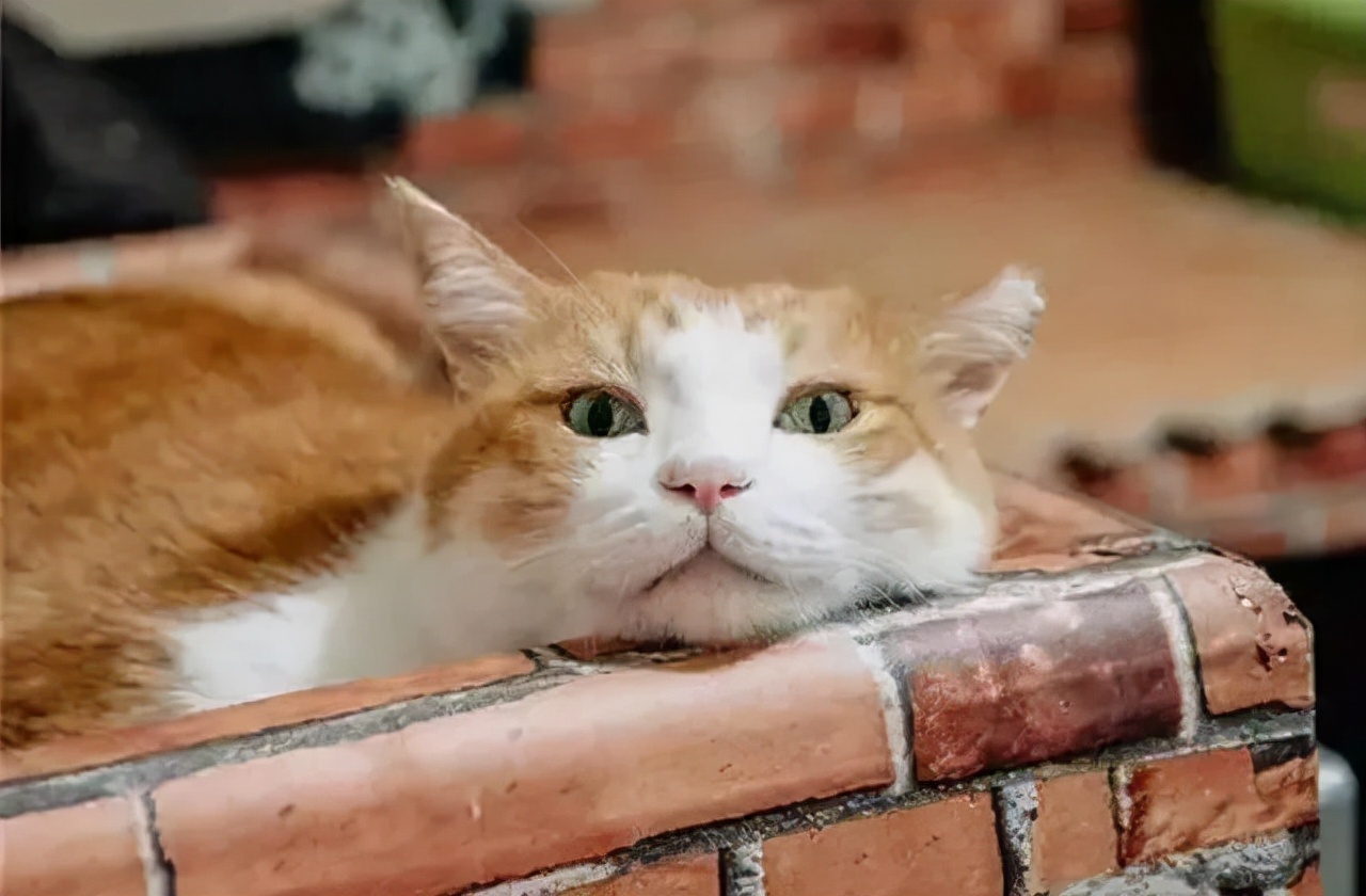 猫咪可以饿几天不死,猫咪可以饿多久会吃猫粮