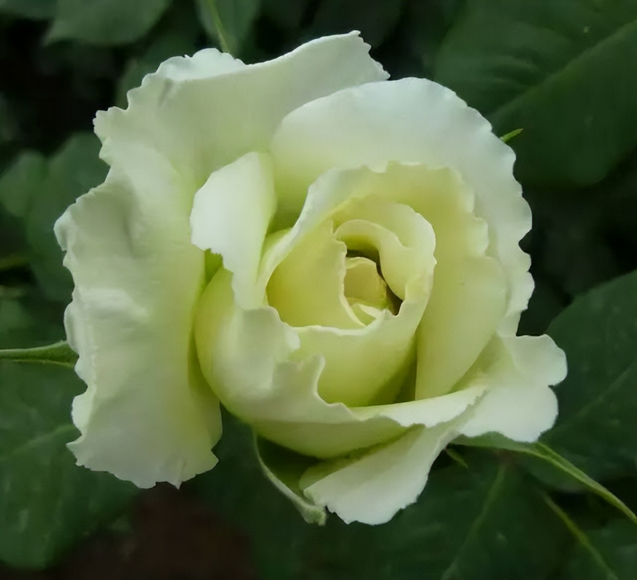 中国十大名花排行榜及图片,中国十大名花明细