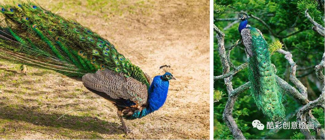 孔雀,孔雀王漫画全集