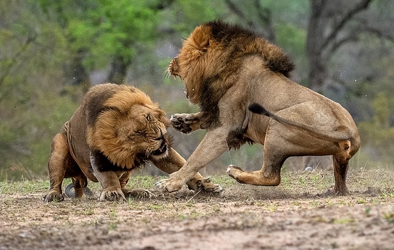 雌狮会赶走狮王么,狮王赶走亚成年雄狮