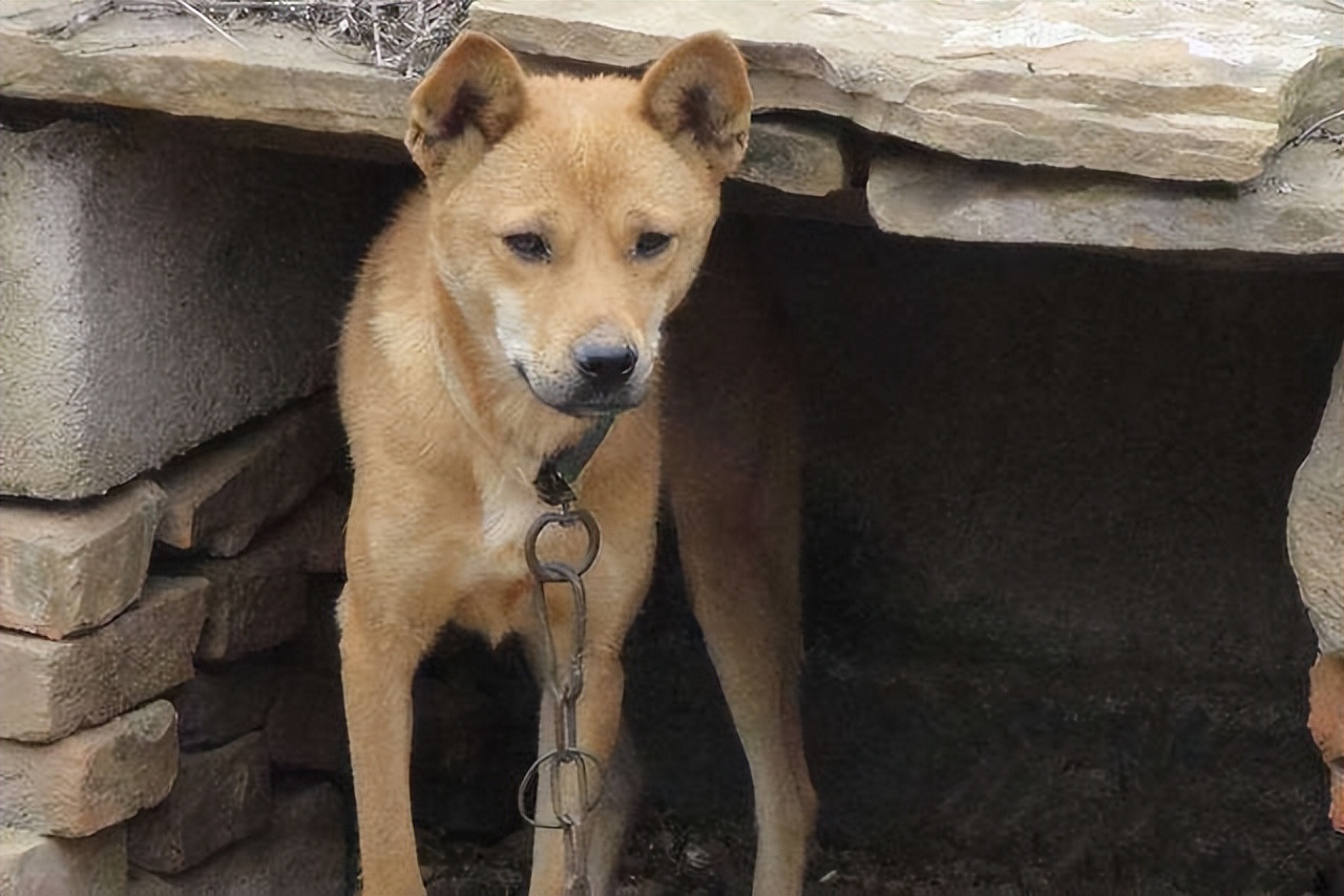 什么样的狗相是旺家狗,天生凶相的狗有哪些特征