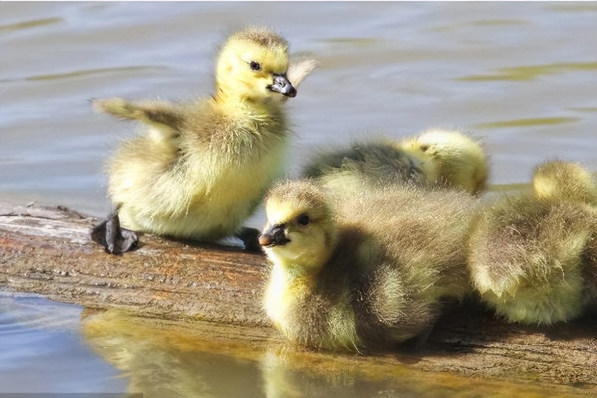 如何区分小鸭子和小鹅,怎么区分小鹅和小鸭视频