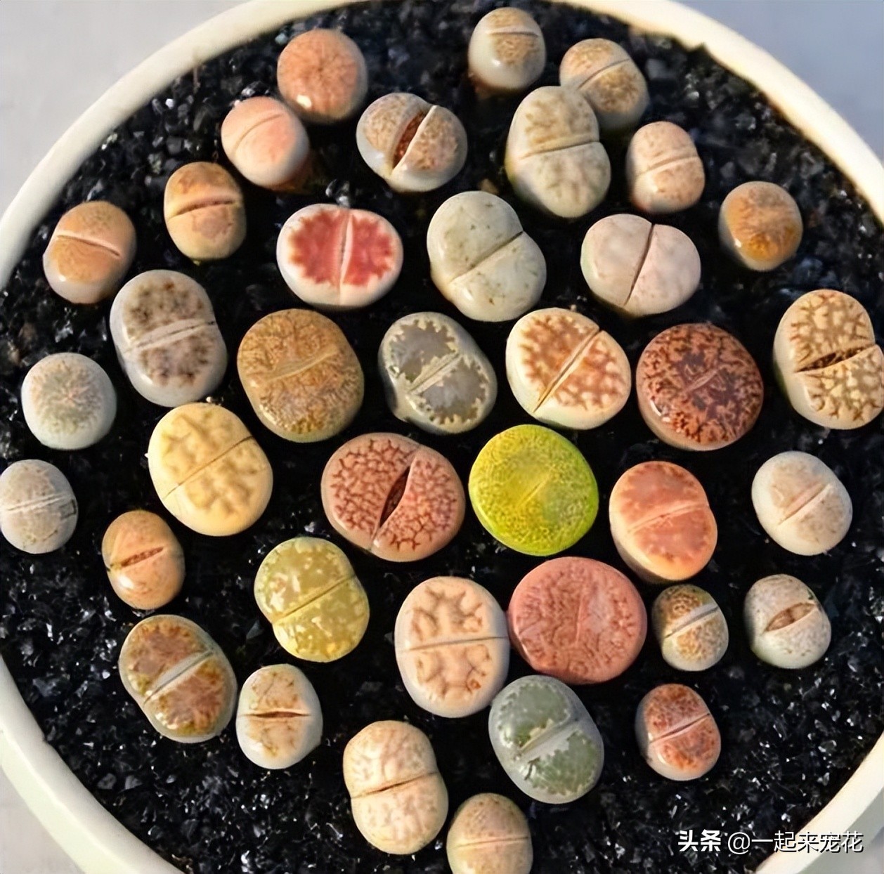 哪些多肉度夏必须断水,夏天养4种花耐热耐晒开花多又勤