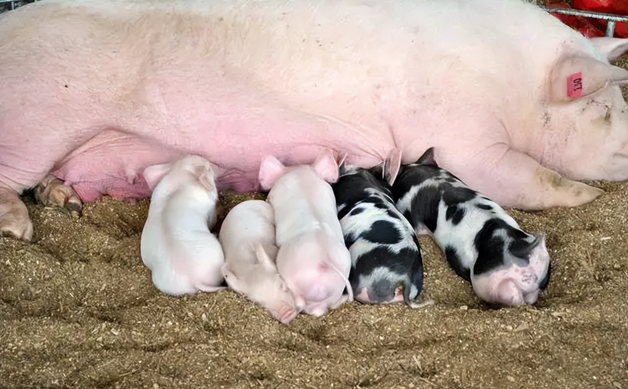 母猪产后没有奶水怎么弄,母猪产后不吃没奶水怎么办