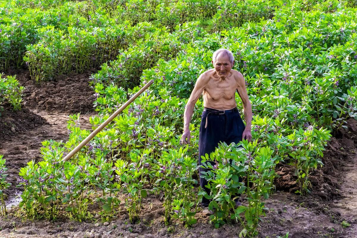 种粮补贴谁能领农业农村部回应了,种粮农民一次性补贴是补贴给谁