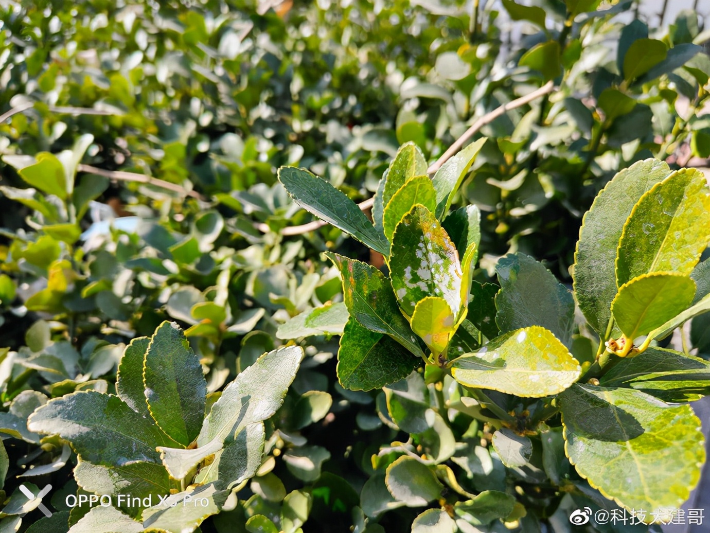 鍔瘮浜歾40pro闀跨劍鎷嶆憚鏁堟灉,鍔瘮浜歾40pro鎷嶇収姘村钩