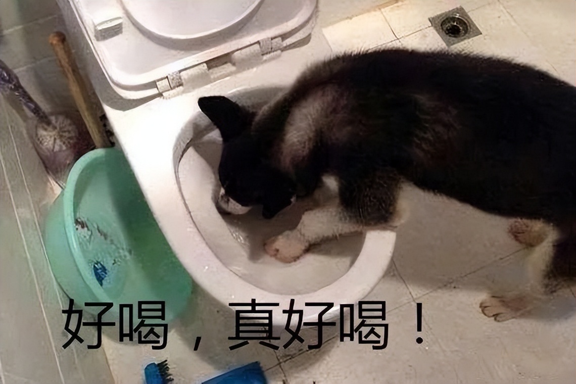 狗狗低血糖奄奄一息怎么急救,狗水中毒的急救处理