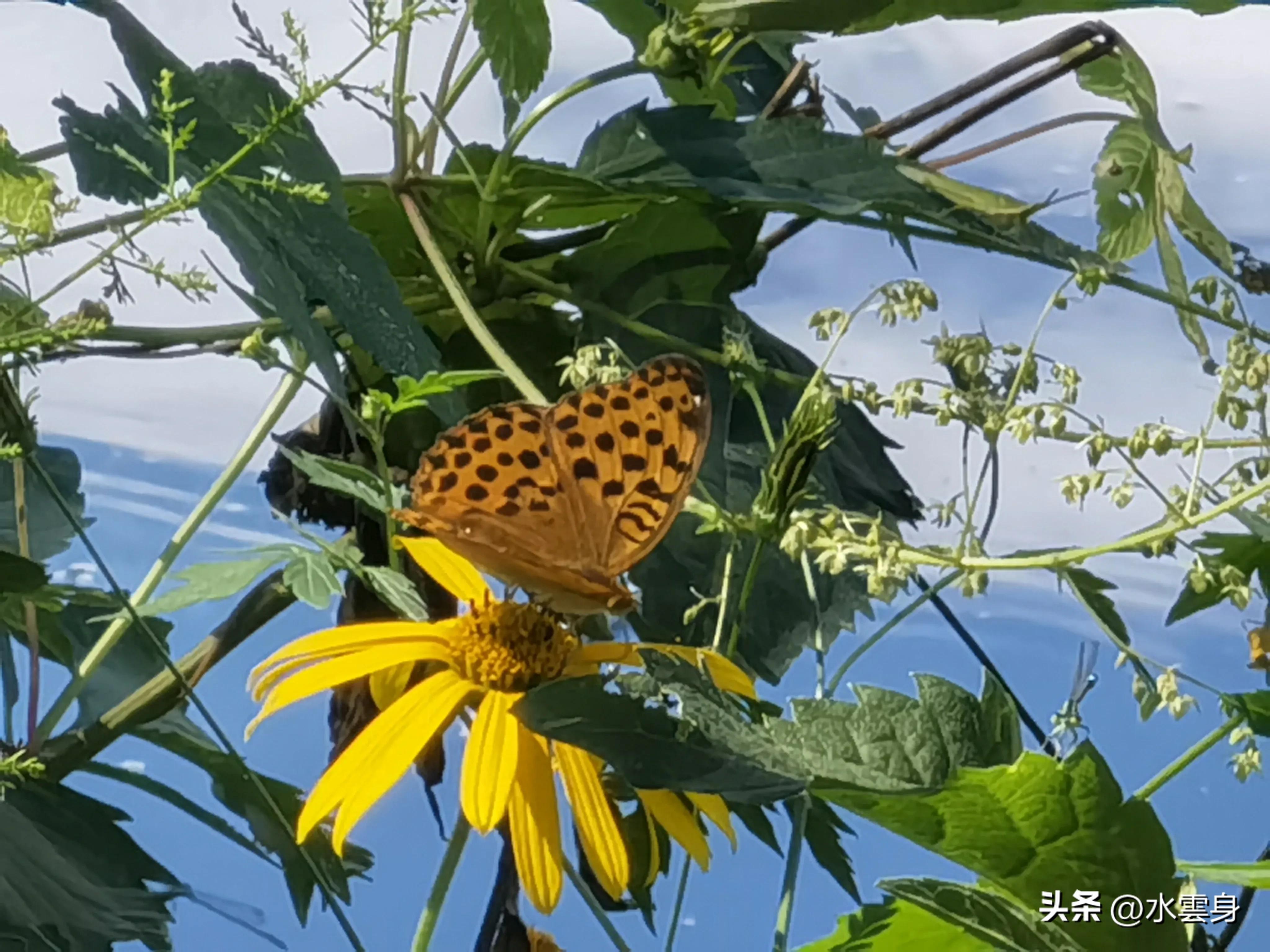 京郊赏花自驾游线路推荐,京郊免费景点一日自驾游路线攻略