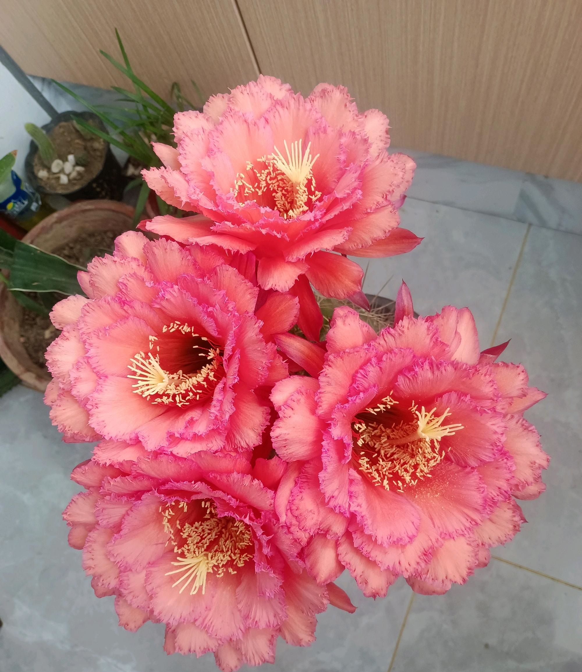 毛花柱克斯汀仙人球几月开花,花期最长的仙人球