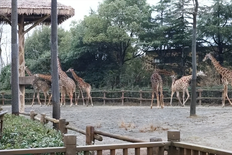 67岁老人闯入狮子园被狮子拖,男子误入狮子园狮口脱险