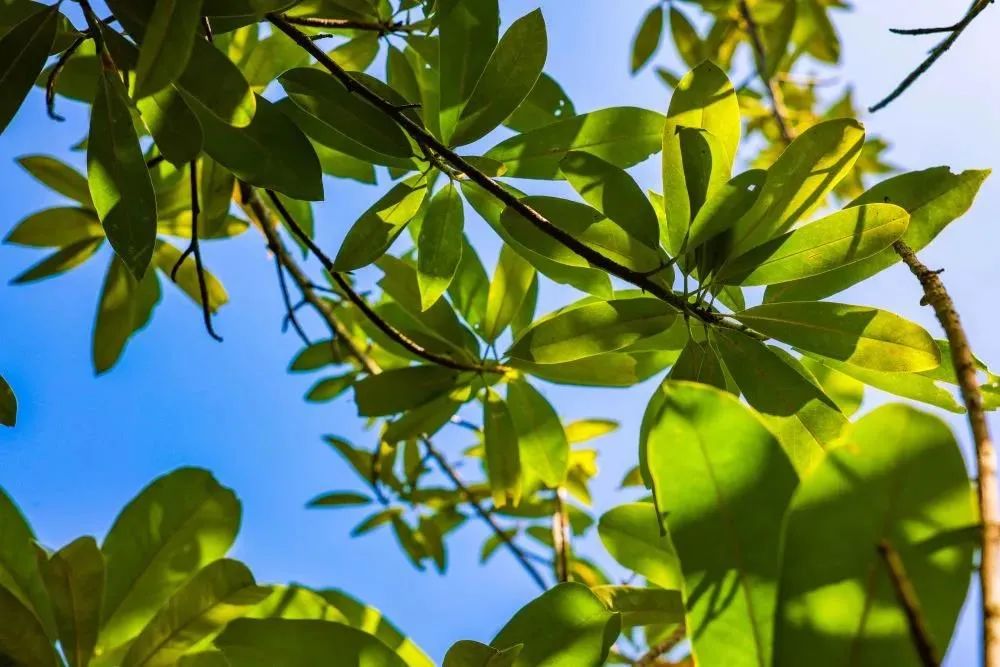 昆明七彩云南怎么样,七彩云南避暑家园
