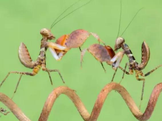 螳螂吃掉自己丈夫的头,螳螂为什么吃掉配偶螳螂吃蛇