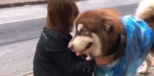 雪橇犬与雪橇犬的较量,阿拉斯加雪橇犬为啥精力旺盛