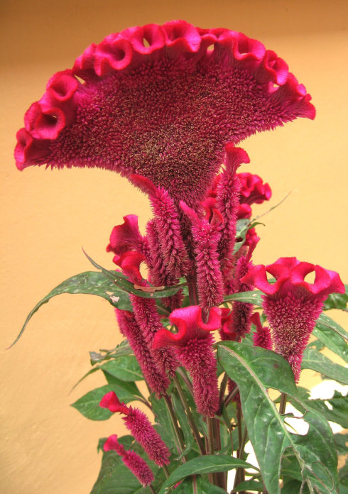 视觉盛宴五种赏花名花供您选择,春天十种最美的花介绍