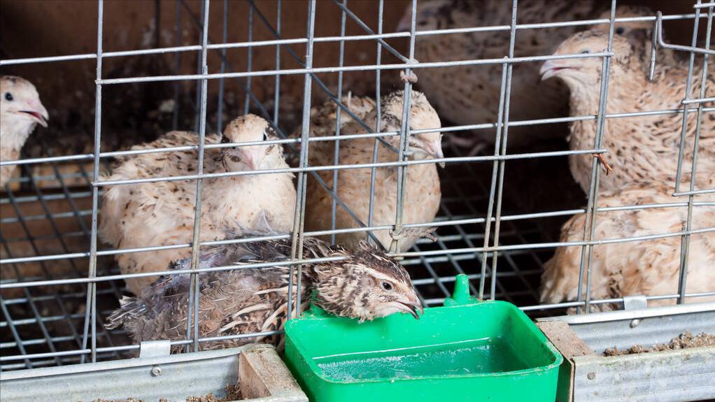 鹌鹑的饲养管理与疾病防治方案,鹌鹑养殖场怎么消毒视频