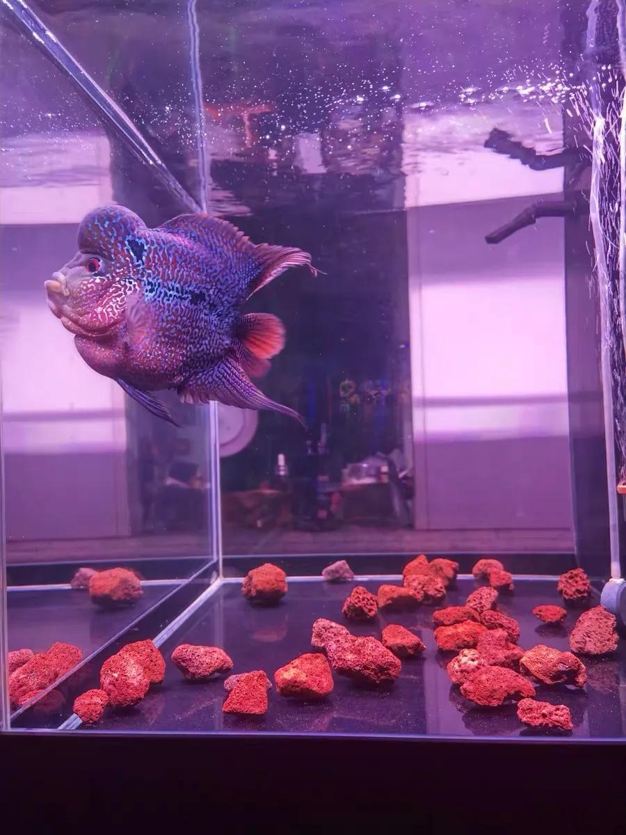 养鱼底滤滤材真的是越多越好吗,养鱼滤材怎么挑