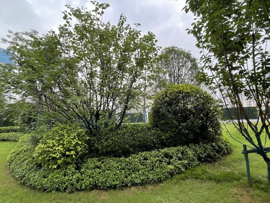 旭辉国宸府延期,房住不炒不等于房价不涨