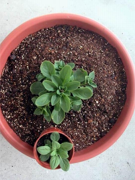 室内养花用什么土不闷根,养花为什么烂芯