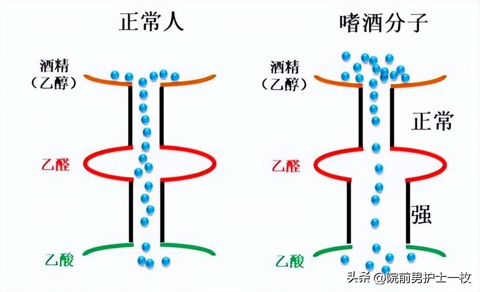 喝酒人脸红是过敏吗,喝酒脸红的人是不是基因有问题