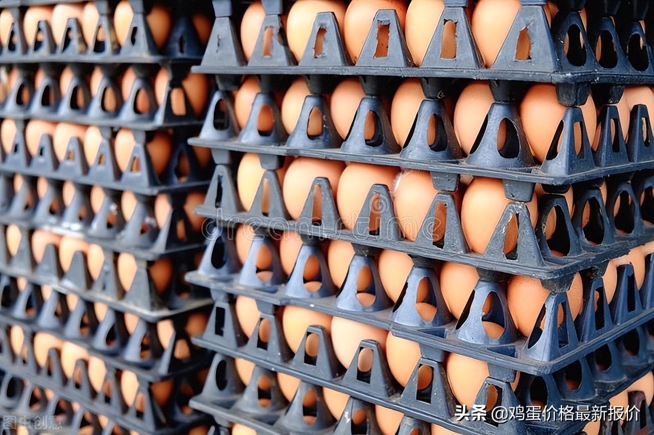 鸡蛋价格今日河北馆陶,今日河北馆陶最新鸡蛋价格