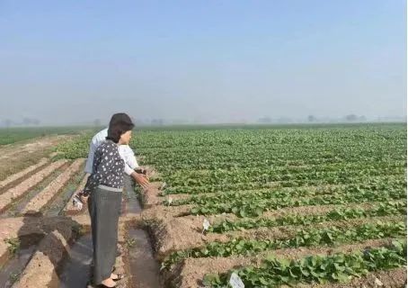 杨凌油菜种植基地,杨凌油菜种植