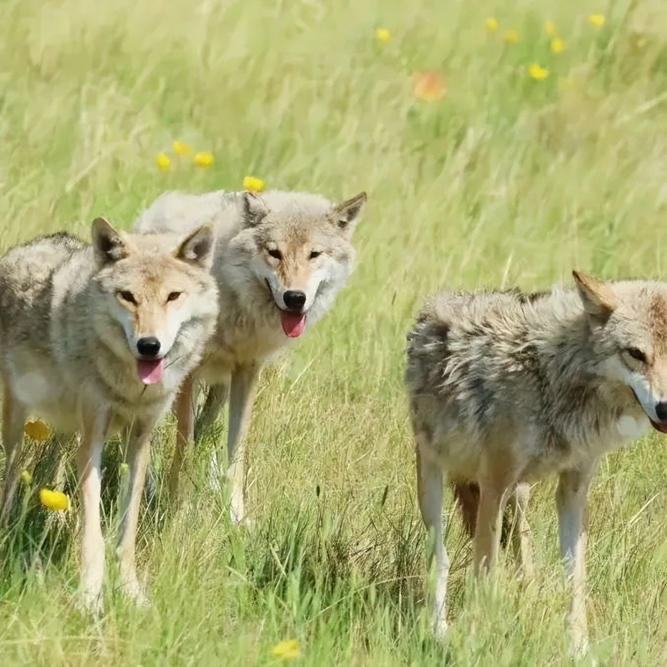 来打卡！锡林郭勒十大网红打卡地