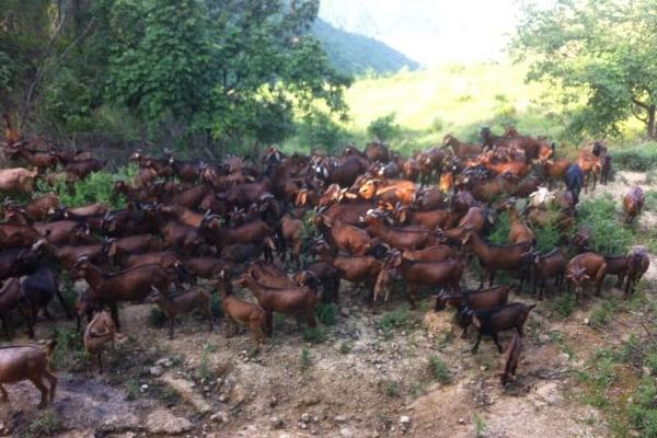 号称中国第一山羊,历40多年心血,它究竟好在哪里?