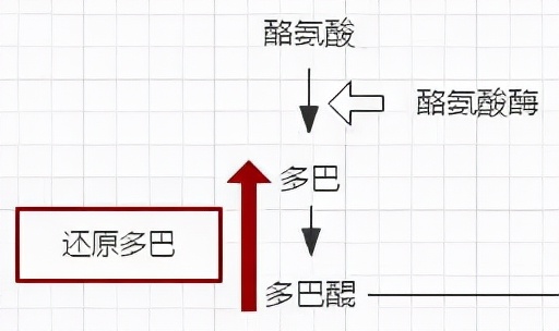 早c晚a是目前最强护肤方案吗,早c晚a是功效型产品吗