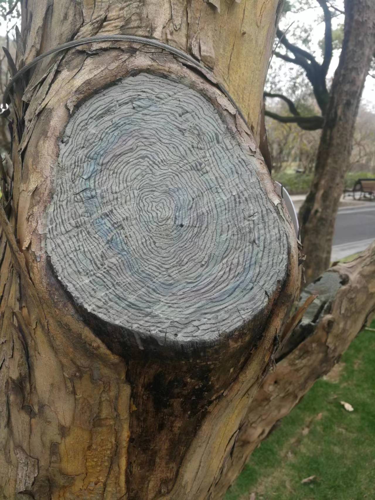 上海中山公园十大景观,上海中山公园新添8个树洞画