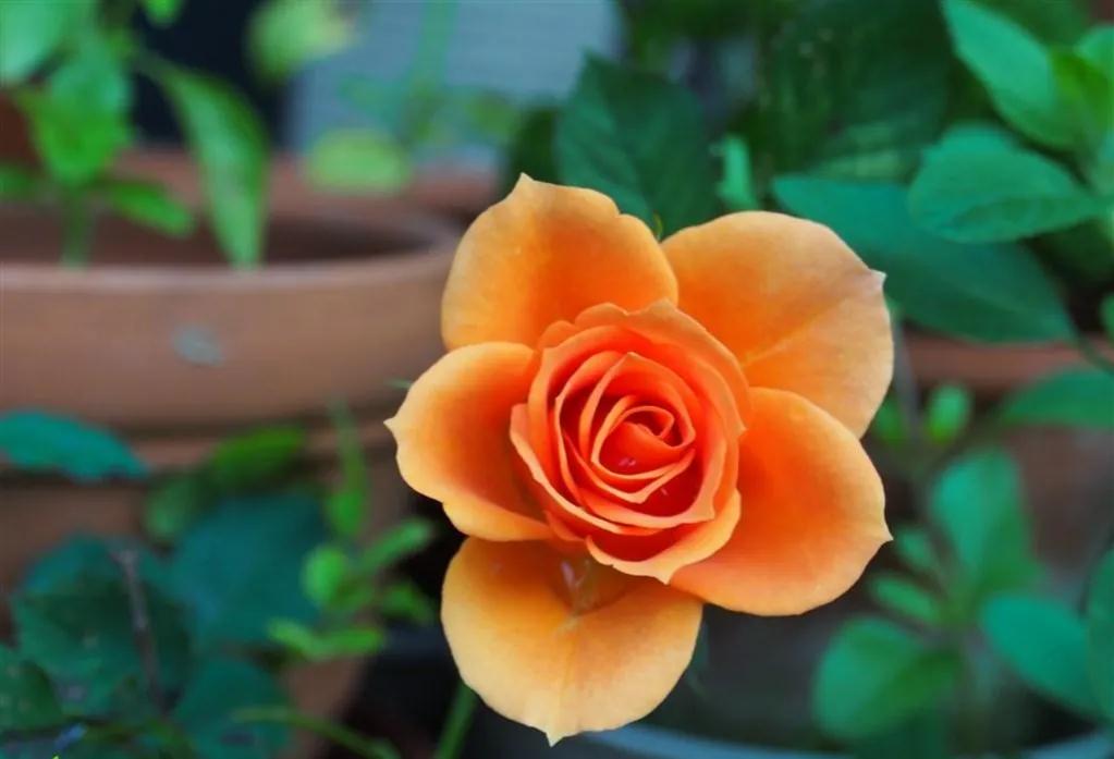 玫瑰花ins高级质感背景图,玫瑰花背景图高清图