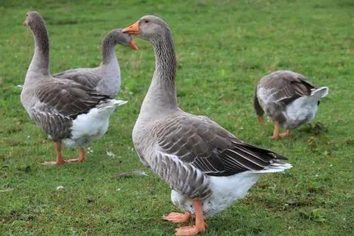 养鹅哪种最有前景,养鹅利润高不高