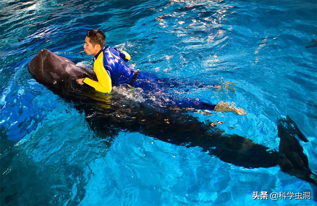 如果人在鲸鱼的肚子里该如何逃生,鲸鱼腹中逃生
