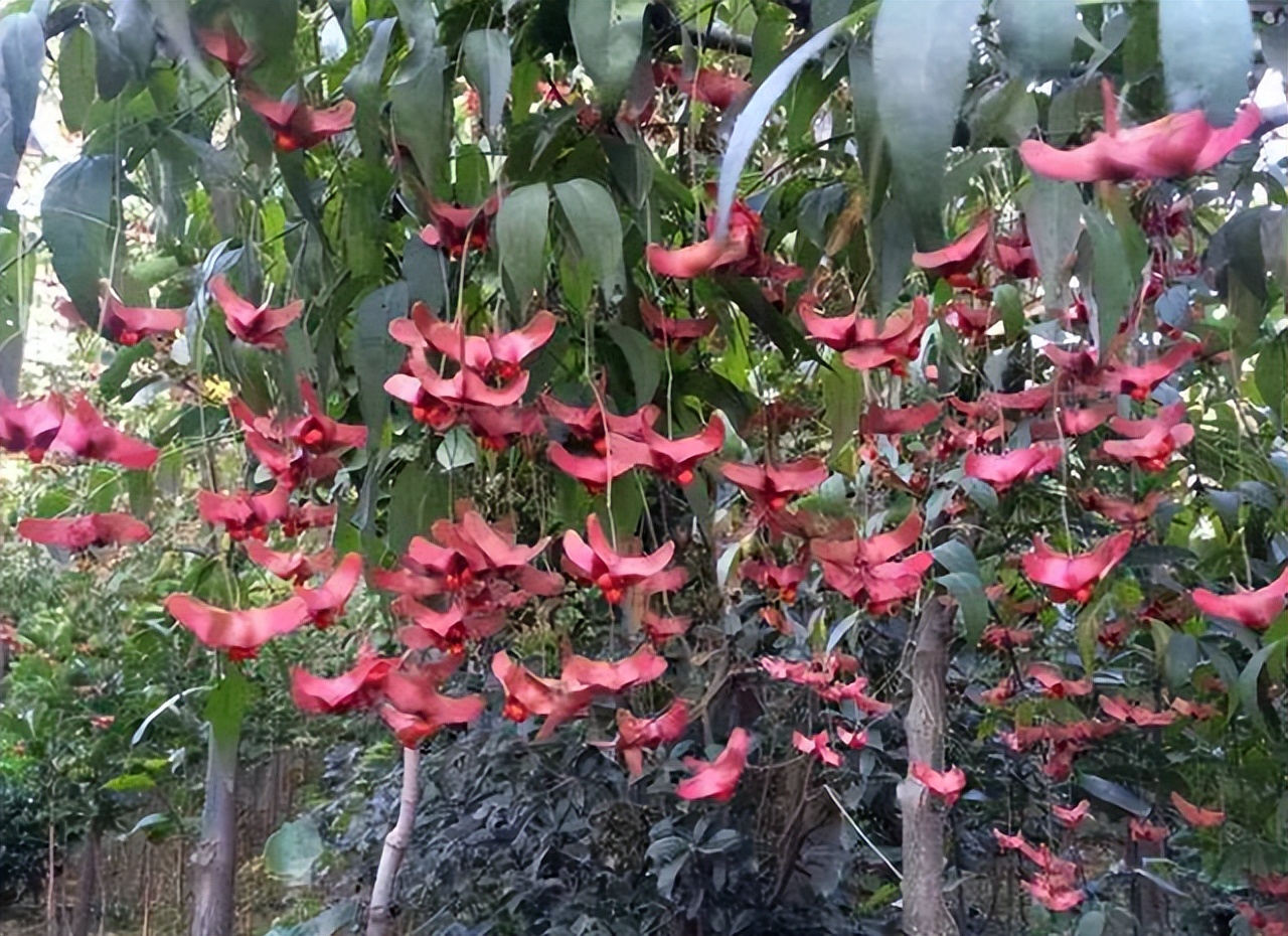 最旺家里的四种花,旺家旺财的8种花