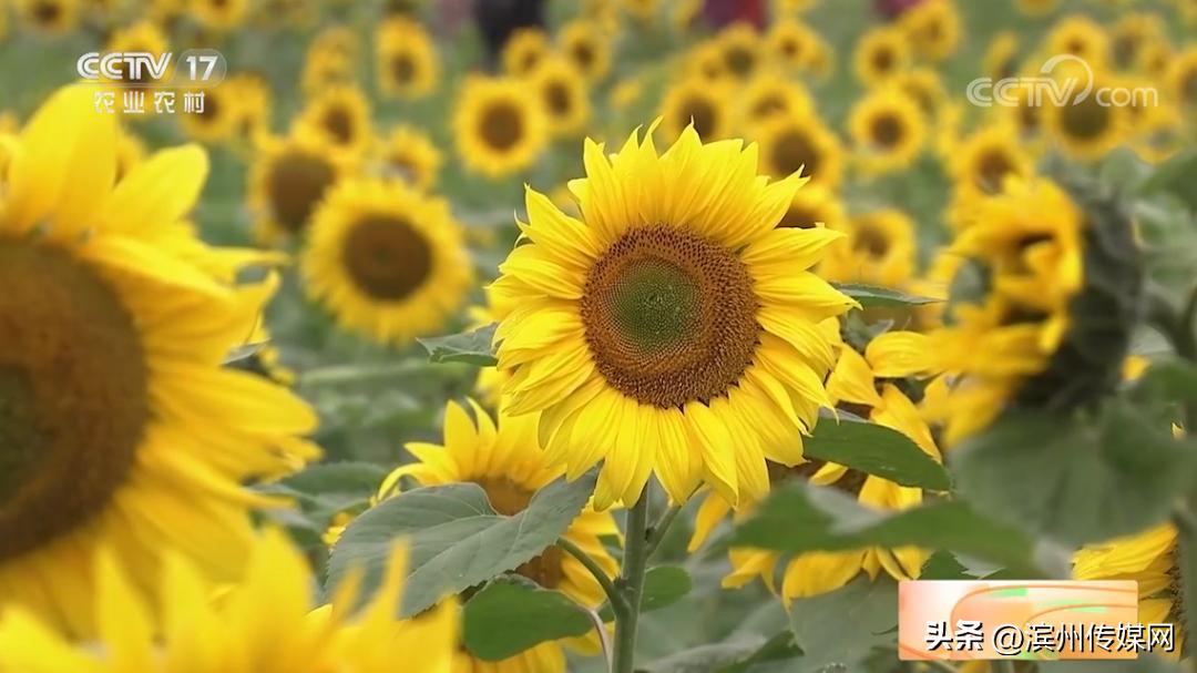 向日葵为什么冲着太阳的方向生长,为什么向日葵要向着太阳生长