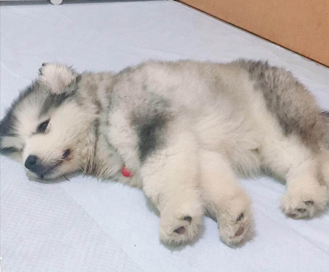 三个月阿拉斯加呕吐,阿拉斯加呕吐黄粘稠液体