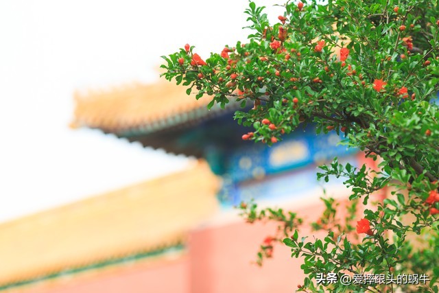 石榴花壁纸生如夏花,石榴花盛开的夏天