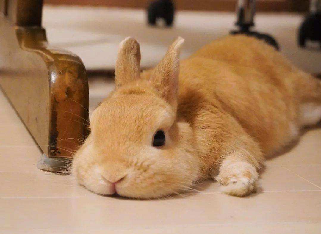 兔子咬人怎么训练,宠物兔咬人怎么解决