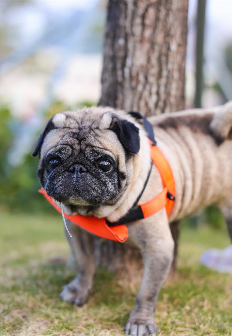 养巴哥犬的优缺点,第一次养狗适合养什么巴哥犬