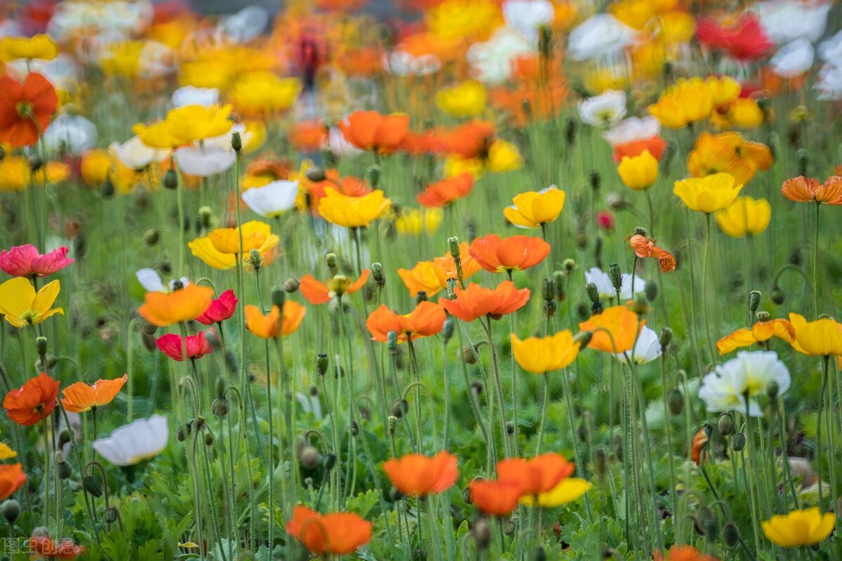 烧香祭拜关公烧几根,烧香烧几根拜观音